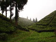 Tea from India
